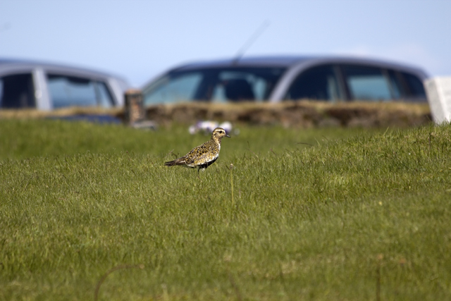 2011-07-09_11-22-05 island.jpg - Junger Goldregenpfeifer (Pluvialis apricaria)